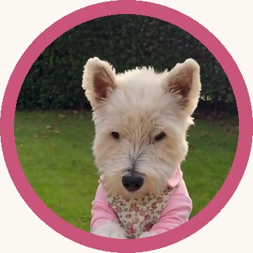 Aurel, a West Highland White Terrier